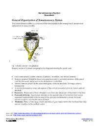 General Organization of Somatosensory System the Somatosensory System Is Composed of the Neurons That Make Sensing Touch, Temperature, and Position in Space Possible