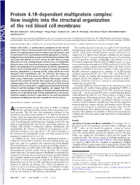 Protein 4.1R-Dependent Multiprotein Complex: New Insights Into the Structural Organization of the Red Blood Cell Membrane