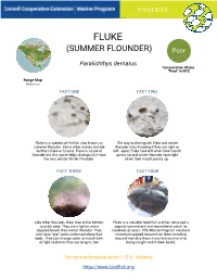 Copy of Summer Flounder/Fluke Fast Facts