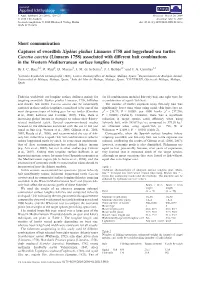 Short Communication Captures of Swordfish Xiphias Gladius Linnaeus