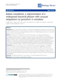 Babela Massiliensis, a Representative of A