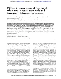 Different Requirements of Functional Telomeres in Neural Stem Cells and Terminally Differentiated Neurons