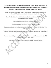 X-Ray Fluorescence Elemental Mapping of Roots, Stems and Leaves of the Nickel Hyperaccumulators Rinorea Cf