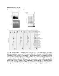 Figure S1. Effect of 4NQO, A-1155463 Or Their Combination on General Transcription, Translation, and Specific Apoptotic Proteins