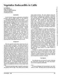 Vegetative Endocarditis in Cattle