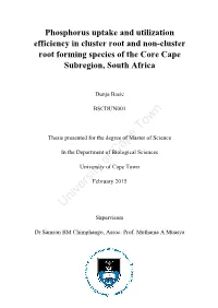 Phosphorus Uptake and Utilization Efficiency in Cluster Root and Non-Cluster Root Forming Species of the Core Cape Subregion, South Africa