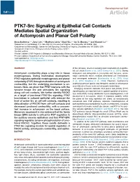 PTK7-Src Signaling at Epithelial Cell Contacts Mediates Spatial Organization of Actomyosin and Planar Cell Polarity