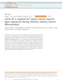 Lamin B1 Is Required for Mature Neuron-Specific Gene Expression