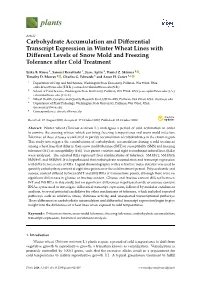Carbohydrate Accumulation and Differential Transcript Expression in Winter Wheat Lines with Different Levels of Snow Mold and Fr