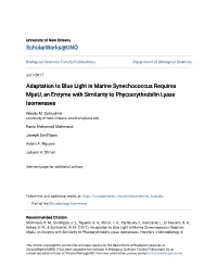 Adaptation to Blue Light in Marine Synechococcus Requires Mpeu, an Enzyme with Similarity to Phycoerythrobilin Lyase Isomerases