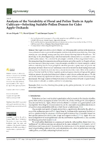 Analysis of the Variability of Floral and Pollen Traits in Apple Cultivars—Selecting Suitable Pollen Donors for Cider Apple Orchards