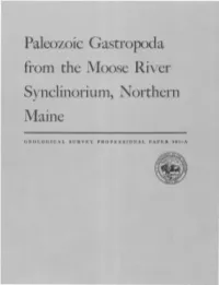 Paleozoic Gastropoda from the Moose River Synclinorium, Northern Maine