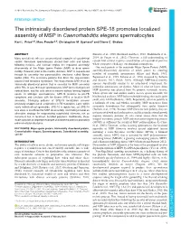 The Intrinsically Disordered Protein SPE-18 Promotes Localized Assembly of MSP in Caenorhabditis Elegans Spermatocytes Kari L
