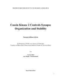 Casein Kinase 2 Controls Synapse Organization and Stability