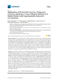 Application of Pontentilla Anserine, Polygonum Aviculare and Rumex Crispus Mixture Extracts in a Rabbit Model with Experimentally Induced E
