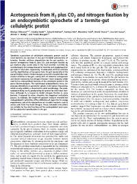 Acetogenesis from H2 Plus CO2 and Nitrogen Fixation by an Endosymbiotic Spirochete of a Termite-Gut Cellulolytic Protist