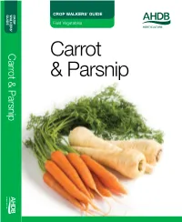 Carrot & Parsnip