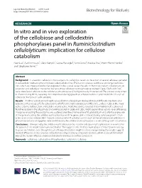 In Vitro and in Vivo Exploration of the Cellobiose and Cellodextrin Phosphorylases Panel in Ruminiclostridium Cellulolyticum: Im