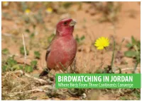 BIRDWATCHING in JORDAN Where Birds from Three Continents Converge Yarmouk