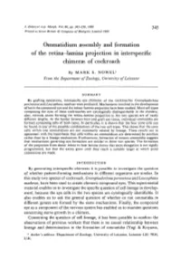 Ommatidium Assembly and Formation of the Retina-Lamina Projection in Interspecific Chimeras of Cockroach
