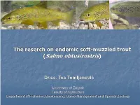 The Reserch on Endemic Soft-Muzzled Trout (Salmo Obtusirostris)