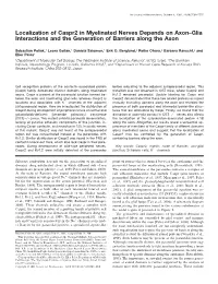 Localization of Caspr2 in Myelinated Nerves Depends on Axon–Glia Interactions and the Generation of Barriers Along the Axon