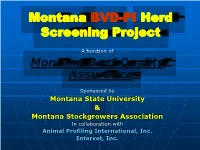 Persistently Infected BVD Cattle