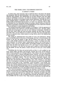 The Fossil Loon, Colymboides Minutes