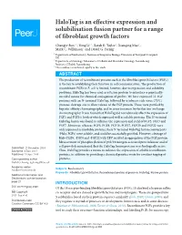 Halotag Is an Effective Expression and Solubilisation Fusion Partner for a Range of Fibroblast Growth Factors