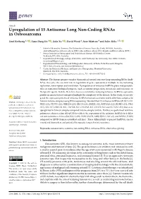 Upregulation of 15 Antisense Long Non-Coding Rnas in Osteosarcoma