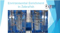 Environmental Enrichment in Zebrafish