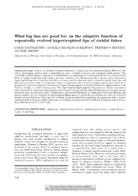 On the Adaptive Function of Repeatedly Evolved Hypertrophied Lips of Cichlid ﬁshes