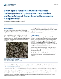 Widow Spider Parasitoids Philolema Latrodecti