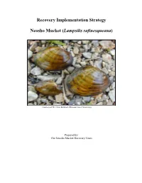Recovery Implementation Strategy Neosho Mucket (Lampsilis