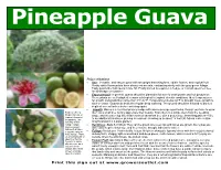 Feijoa Sellowiana • Use: Versatile, and Easy to Grow with an Upright Branching Form, Edible Flowers, and Tropical Fruit!