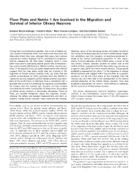Floor Plate and Netrin-1 Are Involved in the Migration and Survival of Inferior Olivary Neurons