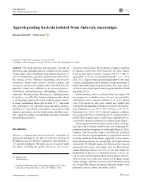 Agar-Degrading Bacteria Isolated from Antarctic Macroalgae
