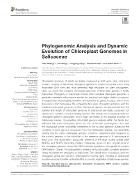 Phylogenomic Analysis and Dynamic Evolution of Chloroplast Genomes in Salicaceae