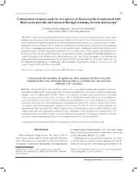 Colonization of Maize Seeds by Two Species of Stenocarpella Transformed with Fluorescent Proteins and Assessed Through Scanning Electron Microscopy1