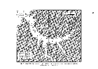 On the Oceanography of the Nansen Sound Fiord