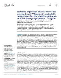 Sustained Expression of Unc-4 Homeobox Gene and Unc-37/Groucho in Postmitotic Neurons Specifies the Spatial Organization of the Cholinergic Synapses in C