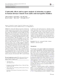 Contractile Effects and Receptor Analysis of Adenosine-Receptors in Human Detrusor Muscle from Stable and Neuropathic Bladders