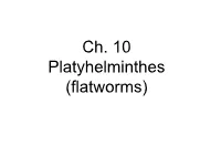 Flatworms) Characteristics
