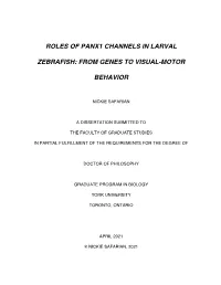 Roles of Panx1 Channels in Larval Zebrafish: from Genes to Visual