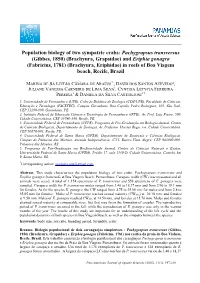 Pachygrapsus Transversus