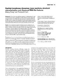 Peptidyl-Transferase Ribozymes: Trans Reactions, Structural Characterization and Ribosomal RNA-Like Features Wang Zhang* and Thomas R Cech