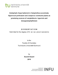 Endophytic Fungi Harbored in Camptotheca Acuminata