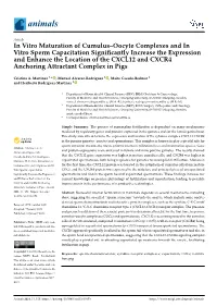 In Vitro Maturation of Cumulus–Oocyte Complexes and In