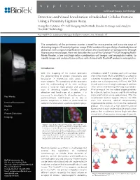 Detection and Visual Localization of Individual Cellular Proteins Using a Proximity Ligation Assay