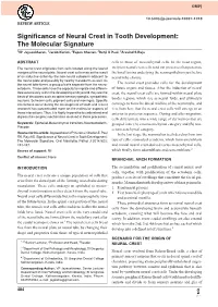 Significance of Neural Crest in Tooth Development